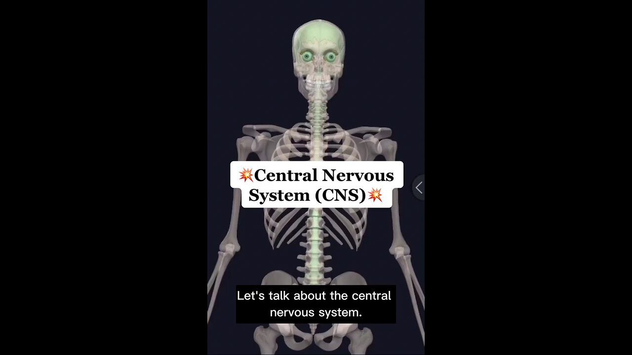 Understand Your Body! 💪🏼🧠 CNS