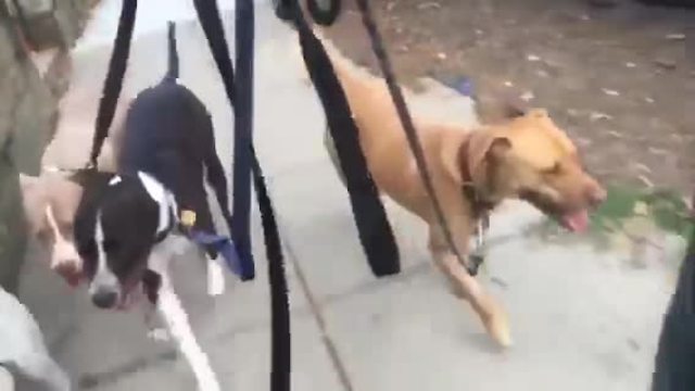 Guy walks pack of dogs while longboarding