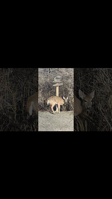 Deer Eating At My Bird Feeder!
