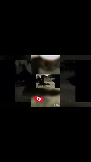 QUOTES, Founding Fathers Edition ep86 Eliza Wilkinson on the Loss of Charlestown #foundingfathers