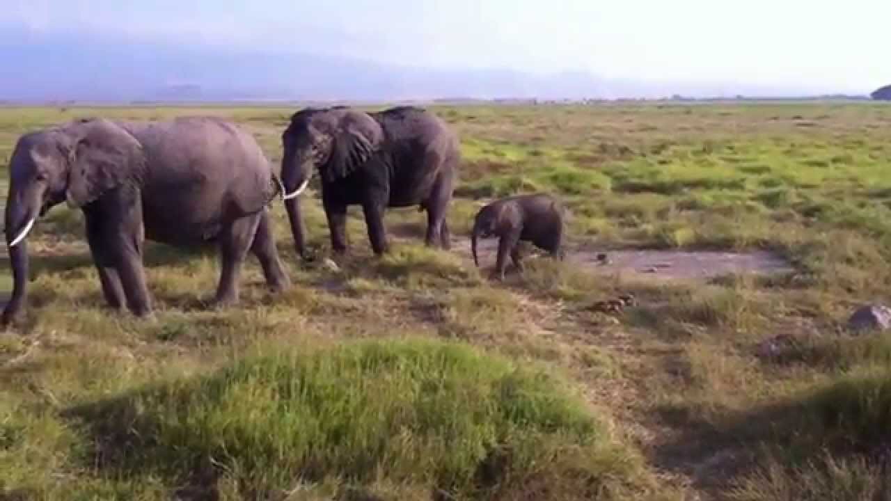 African Elephants - Wildlife in Africa