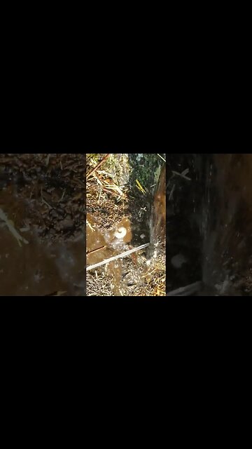 Even More Grubs In My Small Urban Garden #gardening #garden #grubs #diy #selfsufficiency