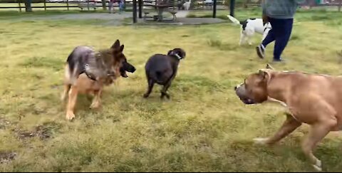 German Shepherd Attacks Pitbull