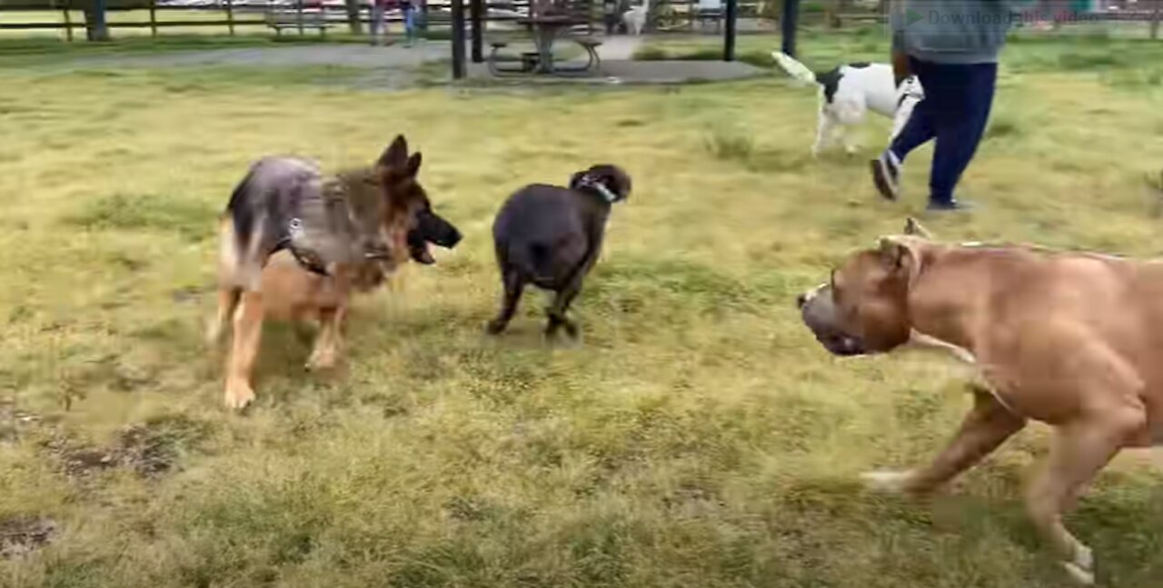 German Shepherd Attacks Pitbull