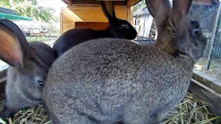 Thirsty Rabbits slurping, tongues out and all