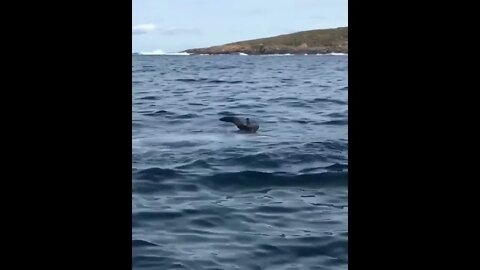 The bird 🐦 barely cared how close it came to death | #Shorts #Animals #Sea