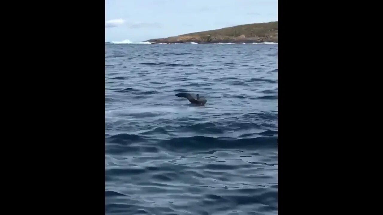 The bird 🐦 barely cared how close it came to death | #Shorts #Animals #Sea