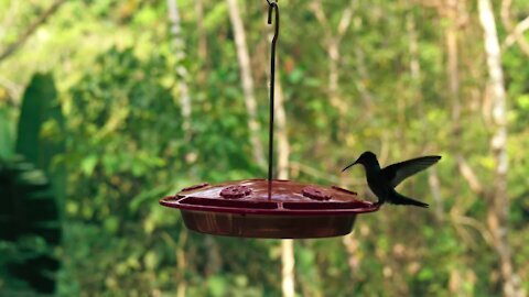 Beautiful & amazing bird
