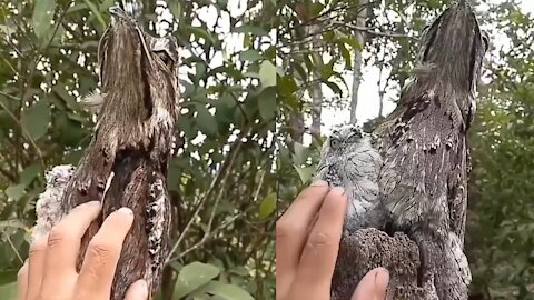 This bird camouflaged into a tree to trick the enemy