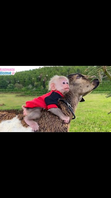 Little Monkey Climbing on Goat _Funny video
