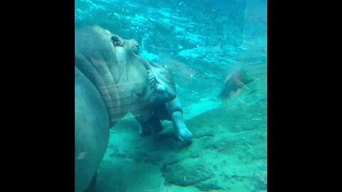 Hippos can't really swim