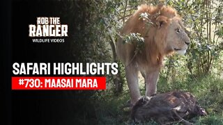 Safari Highlights #730: 07 October 2022 | Lalashe Maasai Mara | Latest Wildlife Sightings