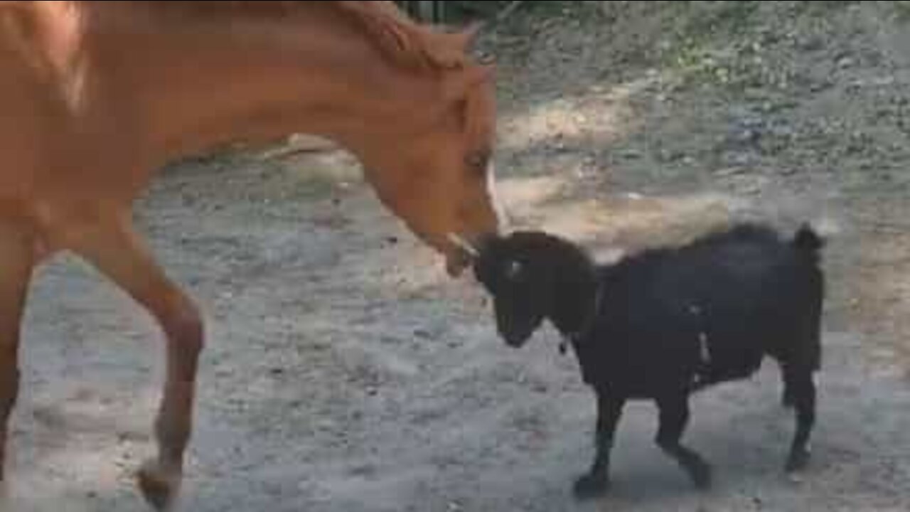 L'amore improbabile tra un cavallo e una capra