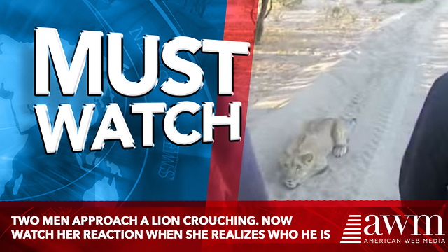 Two Men Approach A Lion Crouching. Now Watch Her Reaction When She Realizes Who He Is