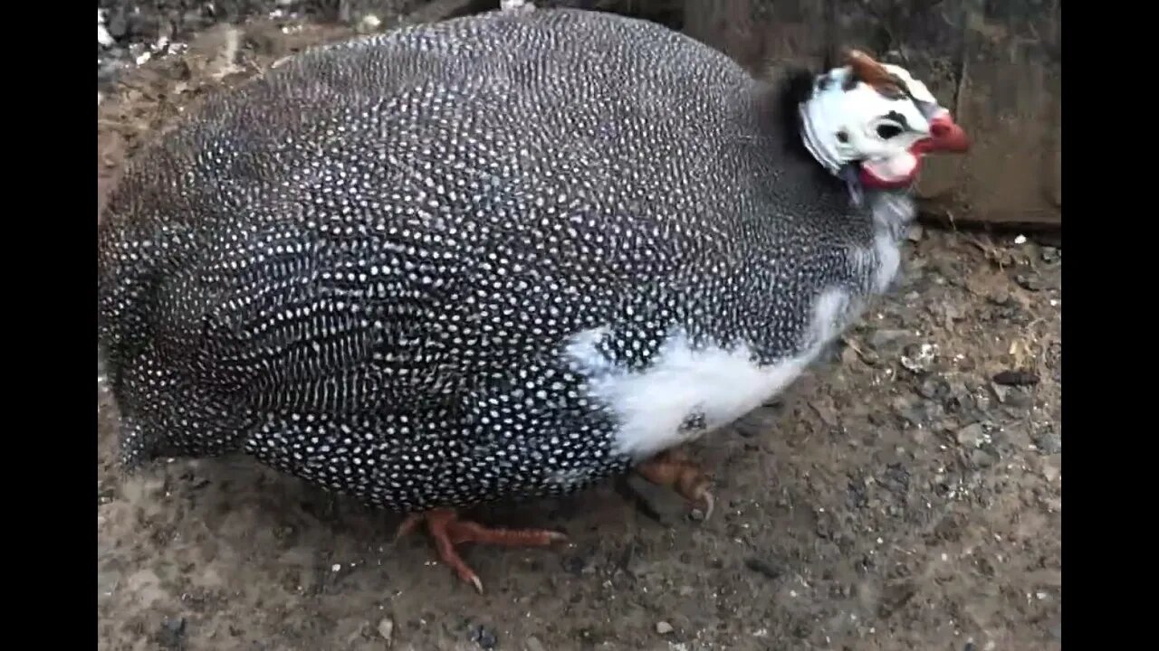 Guinea fowl with damaged toe - caught in poultry netting fencing.
