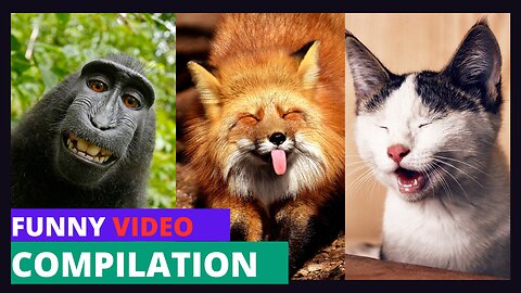Funny animal pet videos 2024 | Dogs and Cats