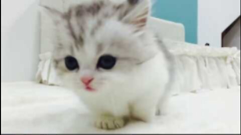munchkin cat (short leg lovely cat)