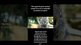 Squirrel Spirit Animal Meaning
