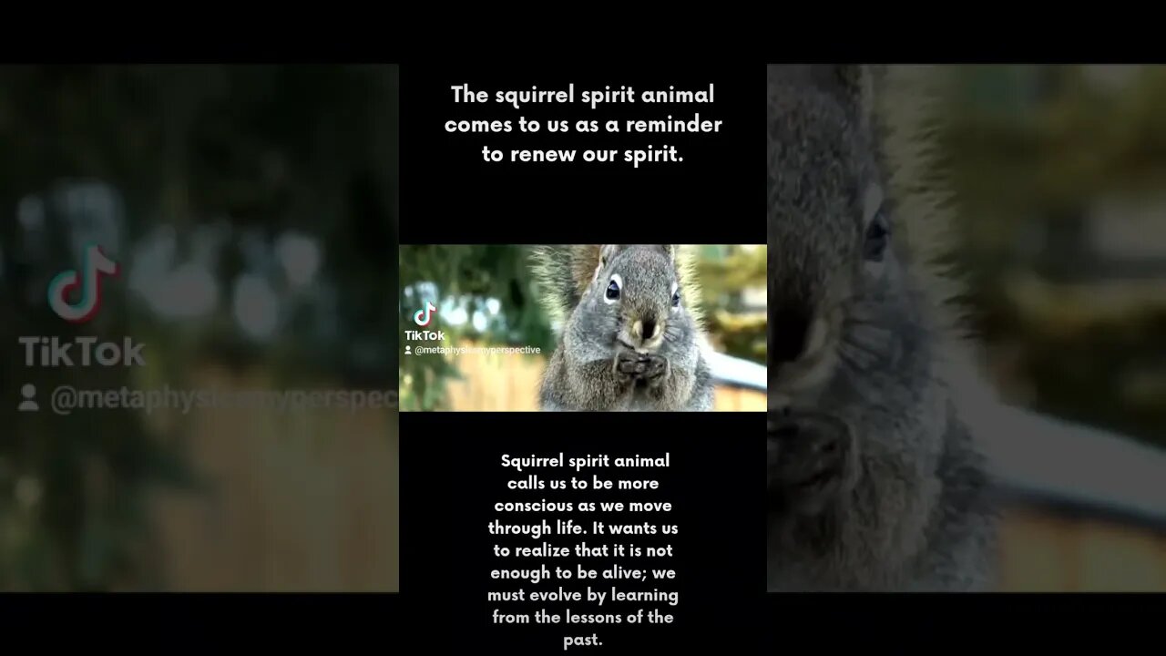 Squirrel Spirit Animal Meaning
