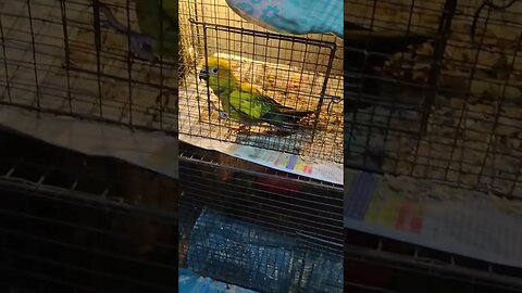 Sun baby recovering fast l #shorts l #sunconure l @BikisAviary