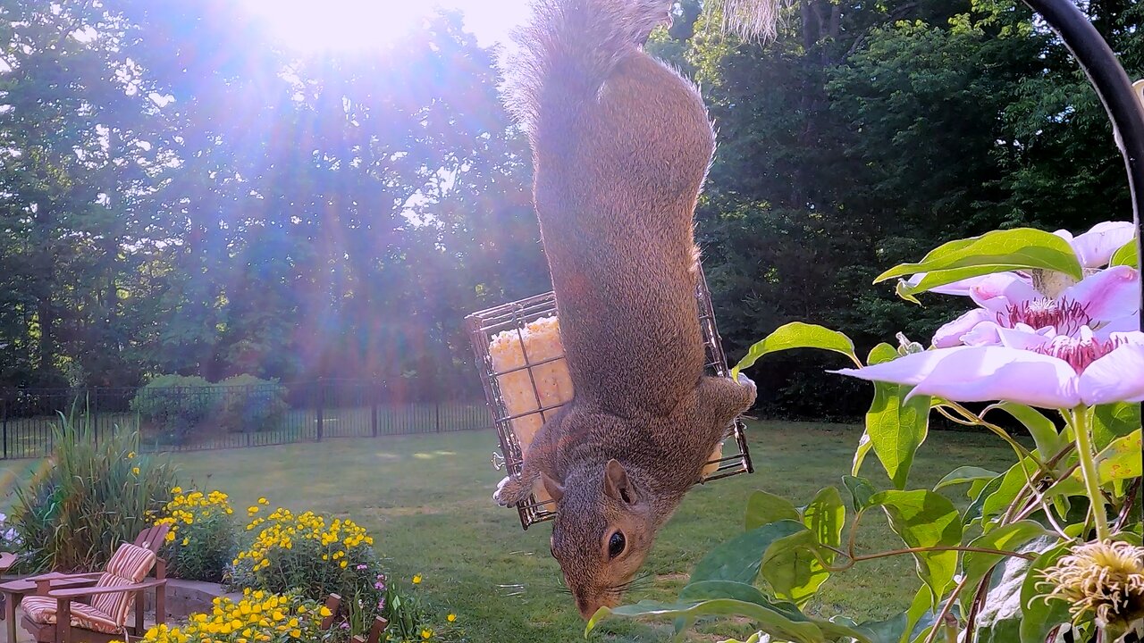 Squirrel performs his best imitation of a vampire bat