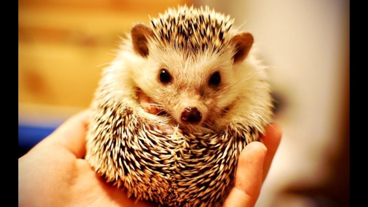 Cute Hedgehog Compilation 2021