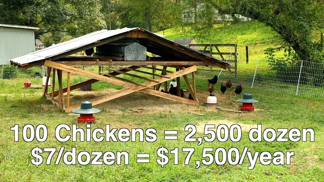 Raising Egg Layers for Profit on Your Homestead