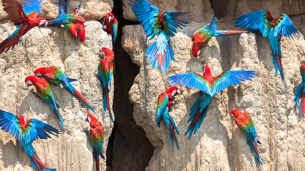 Pet Australian King Parrot - Male & Female - Bird Sounds #animas