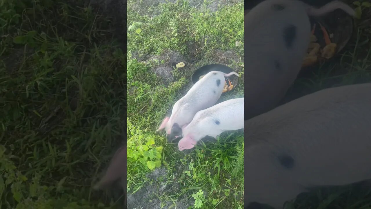 ￼ Happy piglets #Piglets #Pigs #Shorts #SherylCrow