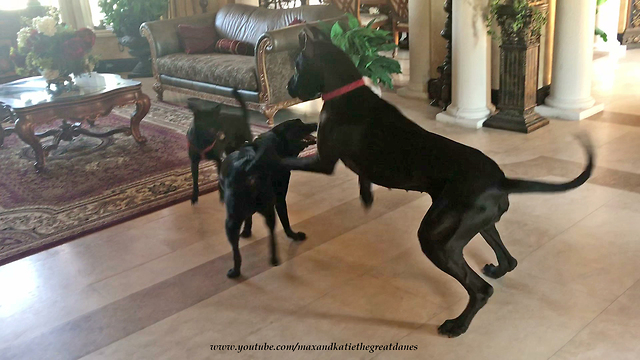 Great Dane invites doggy friends over for play date