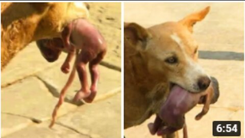 Her Family Abandoned Her and What This Dog Did is Hard to Believe