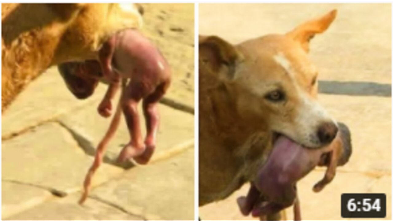 Her Family Abandoned Her and What This Dog Did is Hard to Believe