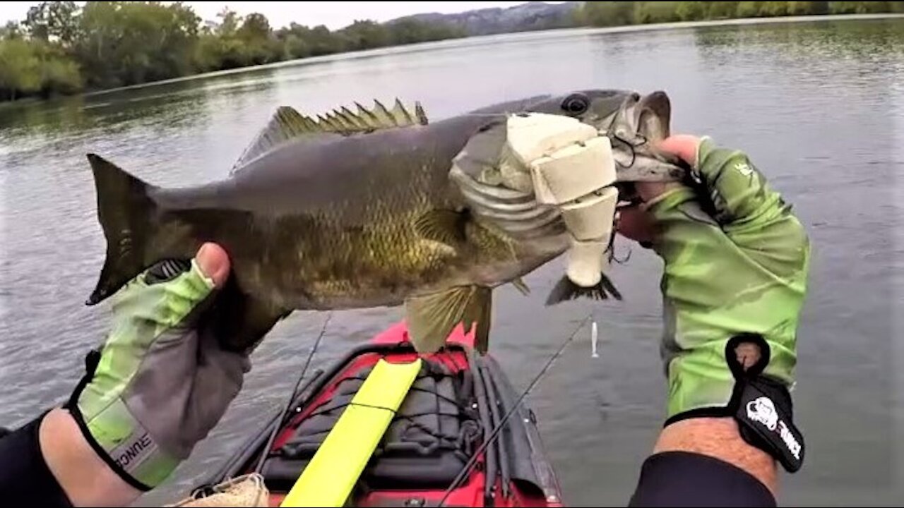 2020 Bull Shad Swimbaits and River Smallmouth!