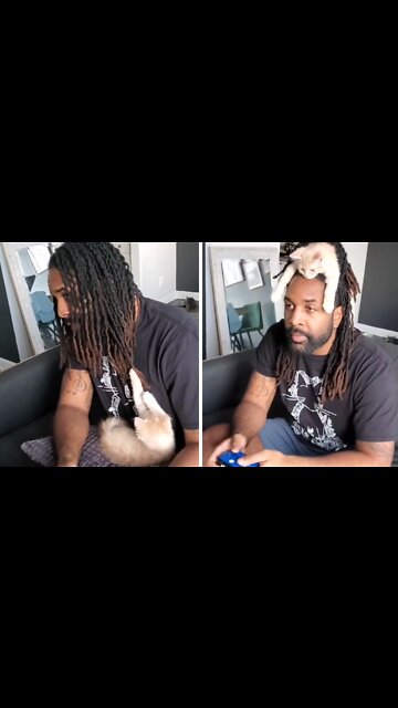 Gamer finds genius way to deal with pesky kitten