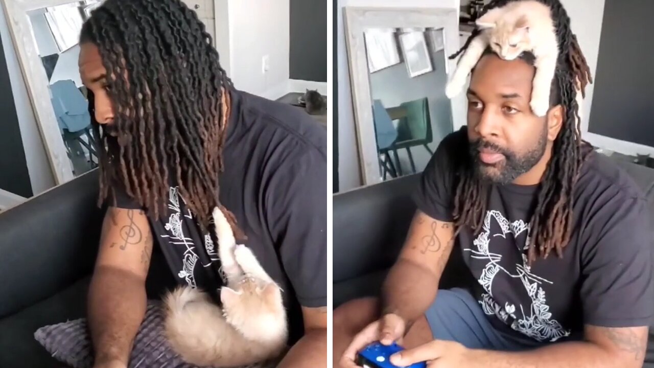 Gamer finds genius way to deal with pesky kitten