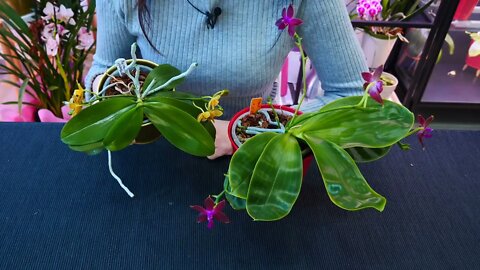 Why Orchid roots DON'T need light and clear pots