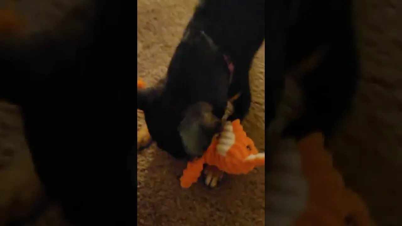 Snickers loves his new toy