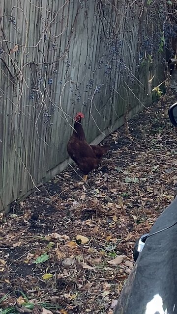Red Hens Can’t Jump