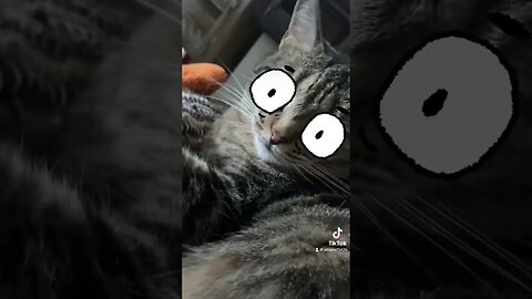 Here is my stanky catto