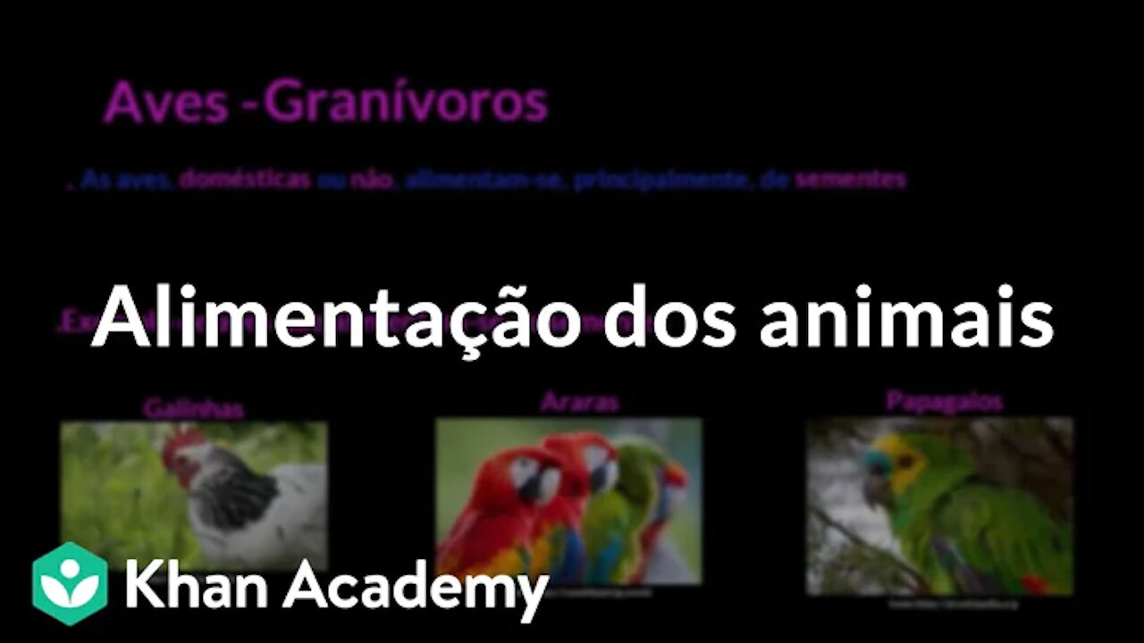 Alimentação dos animais