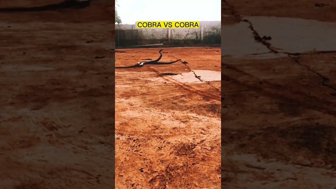 cobra vs cobra #shorts #cobra #snake