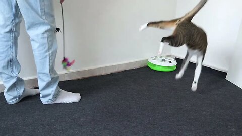 Funny Cat Plays with Toy