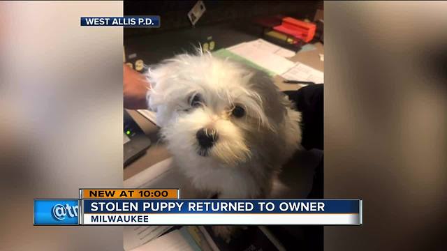 Dog stolen from 'Preppy Pups' in West Allis found in Milwaukee