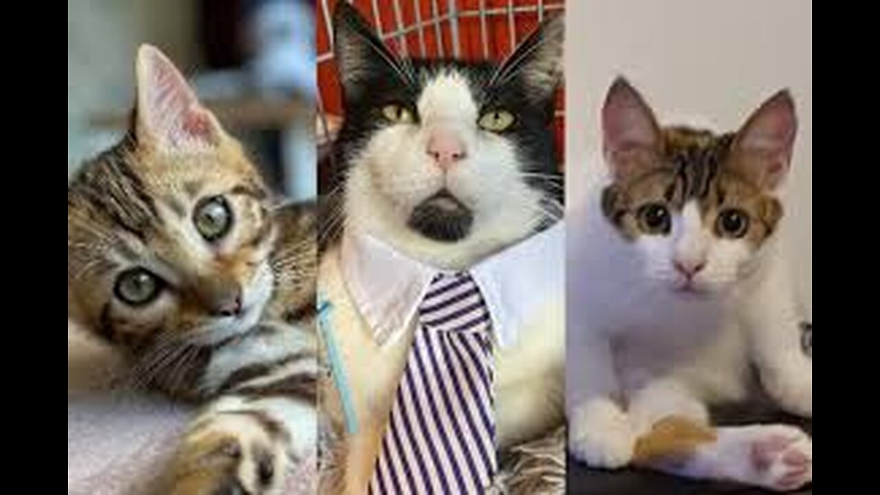 New Funny Animals 😂 Funniest Cats and Dogs Videos 😺🐶