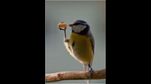 funny birds He eats cakes