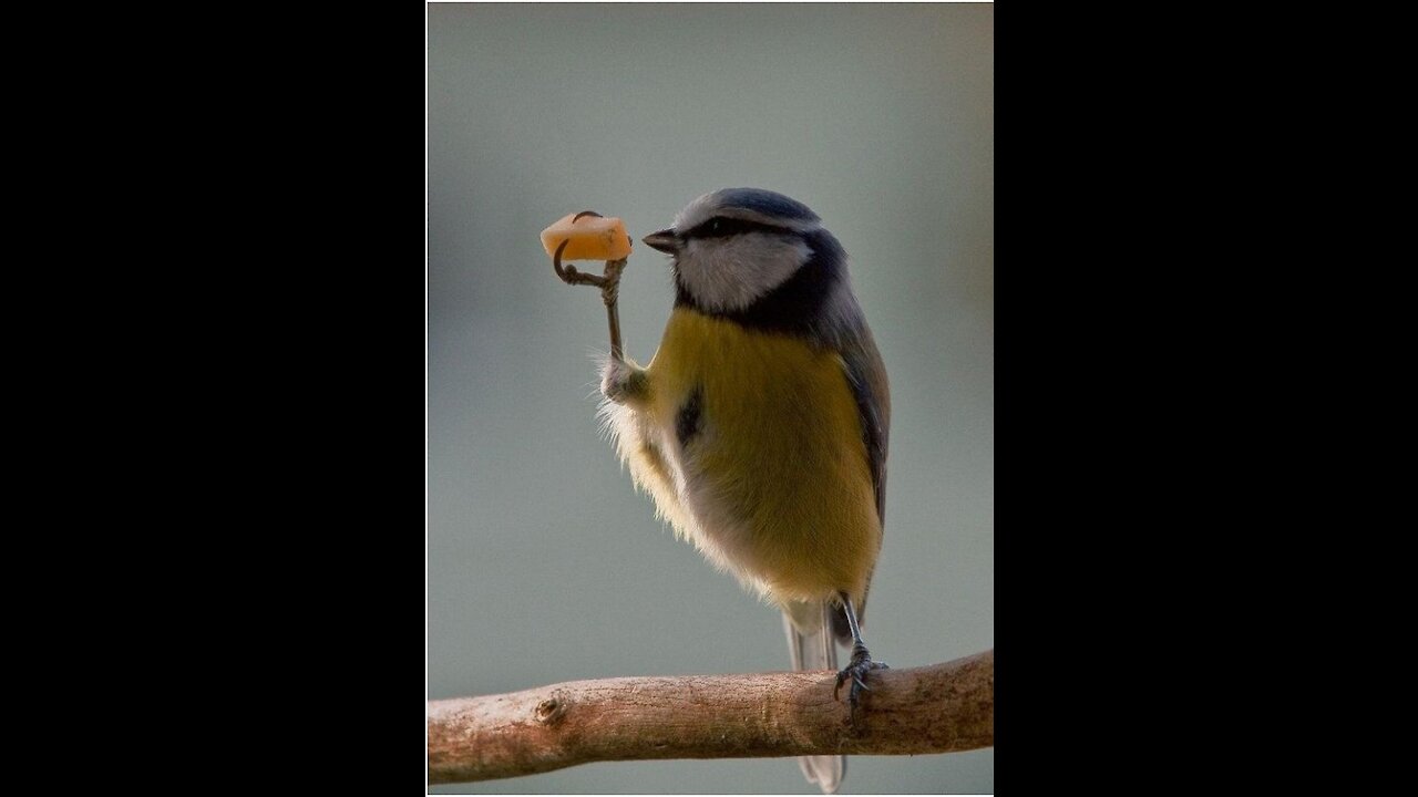 funny birds He eats cakes