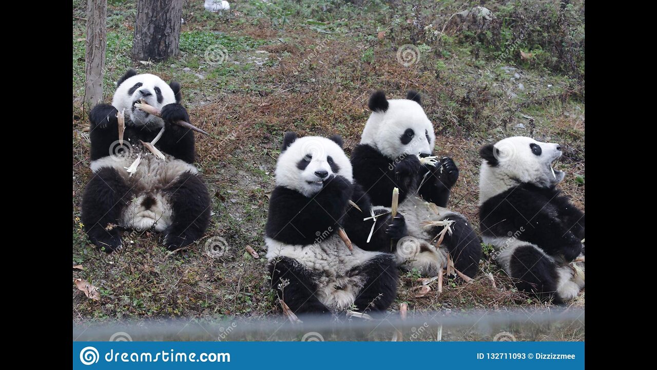 Panda cubs