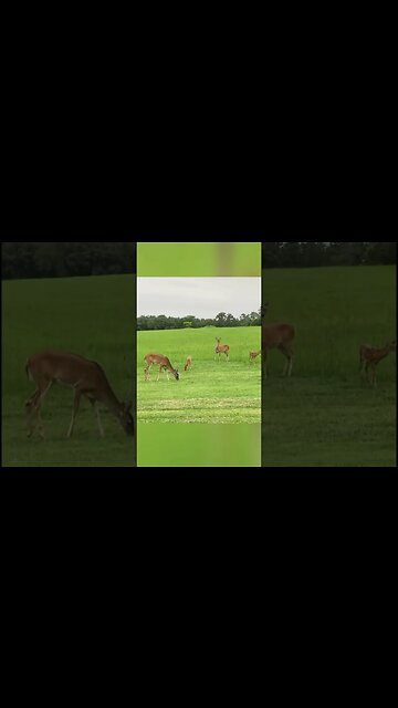 Twin fawns acting like TODDLERS