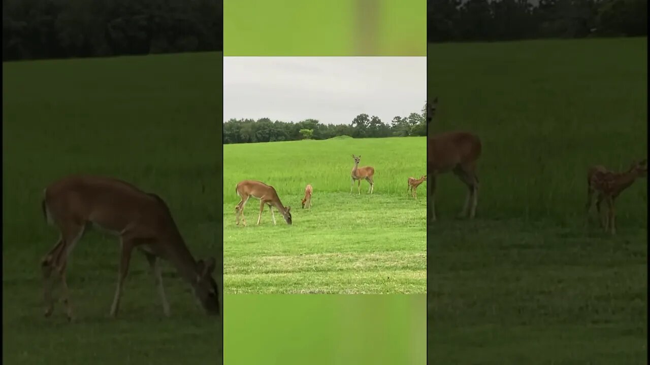 Twin fawns acting like TODDLERS