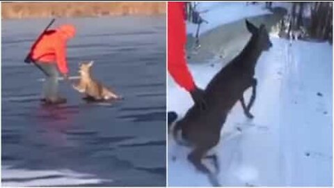 Un chasseur sauve un daim pris dans la glace